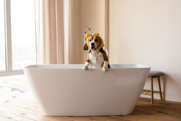 How Often Should You Wash Your Dog?