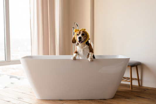 What's Included in a Bath & Care Visit in Cliffside Park, NJ?