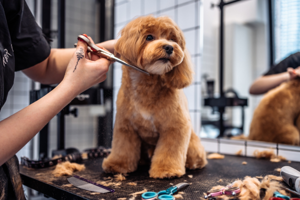 Why Regular Grooming Matters for Your Dog – Groom & Goods