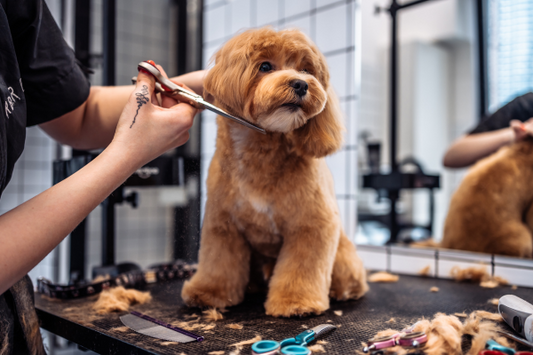 Why Regular Grooming Matters for Your Dog