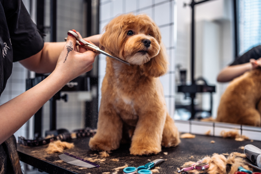 Curly-Coat Dog Grooming Near Fort Lee, NJ: A Practical Guide
