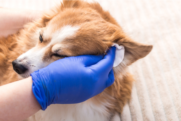 The Hidden Benefits of Regular Ear Cleaning for Your Dog