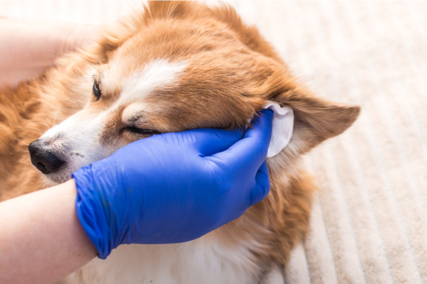 Dog Grooming in Cliffside Park, NJ: What to Expect on Your First Visit