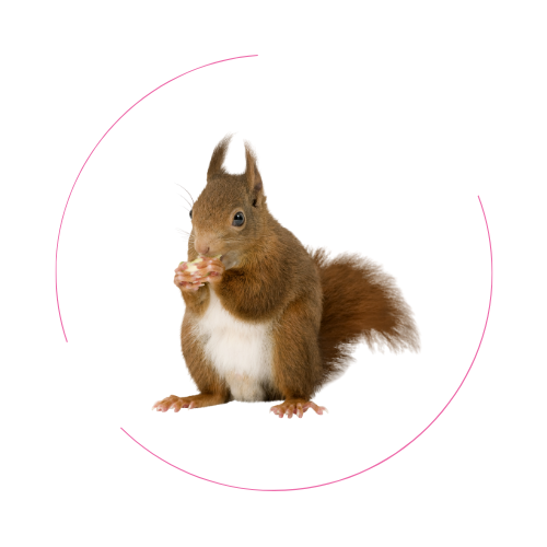 Small Pet