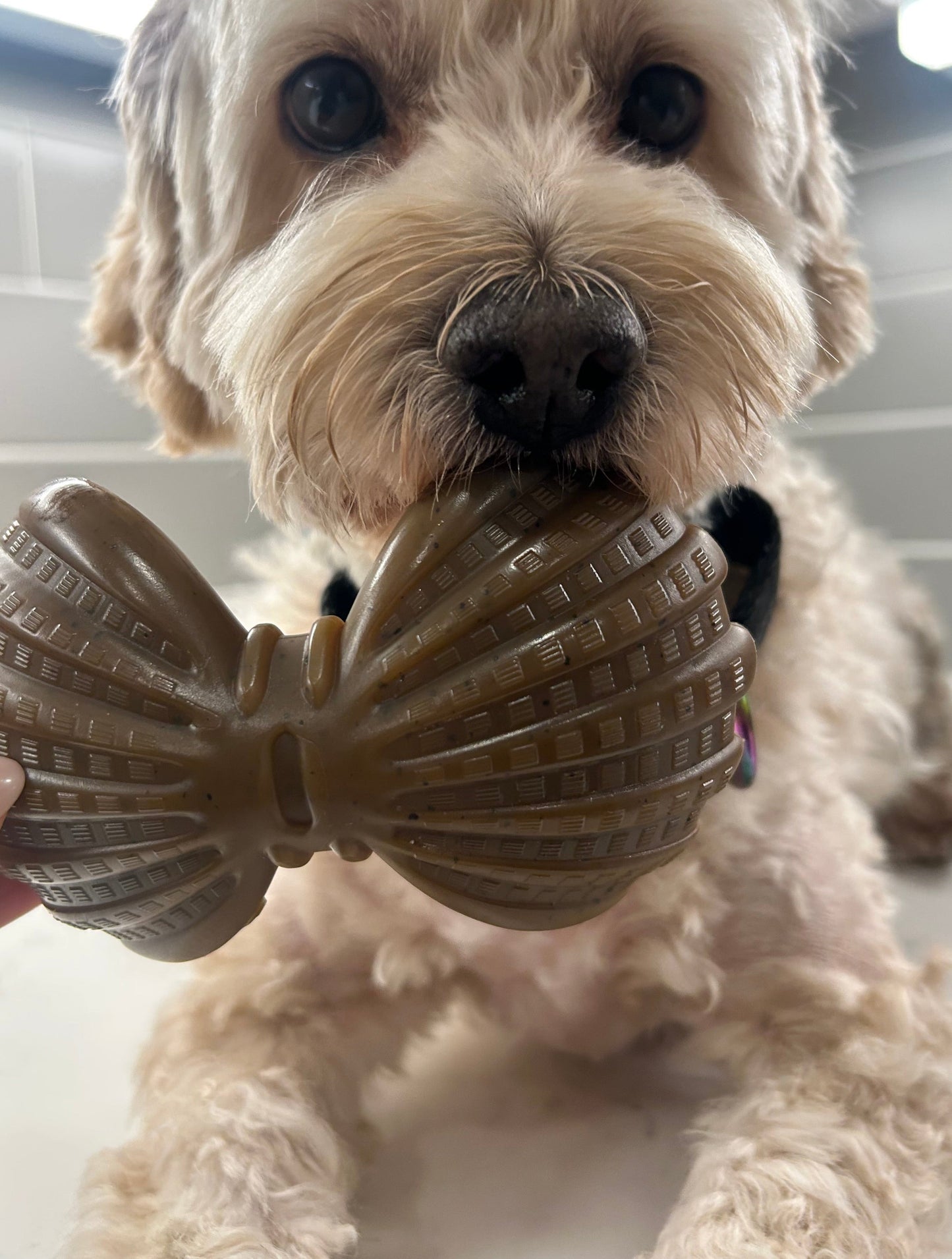 "Ocean Theme" Indestructible Chew Toy- For Tough Chewers