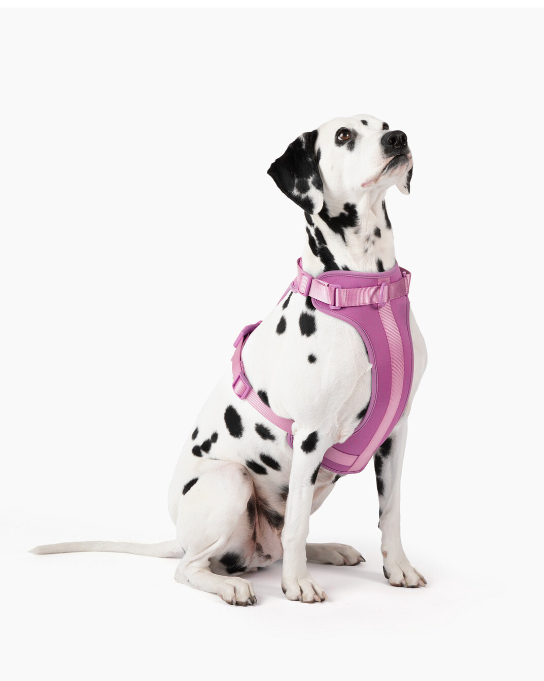 Harness