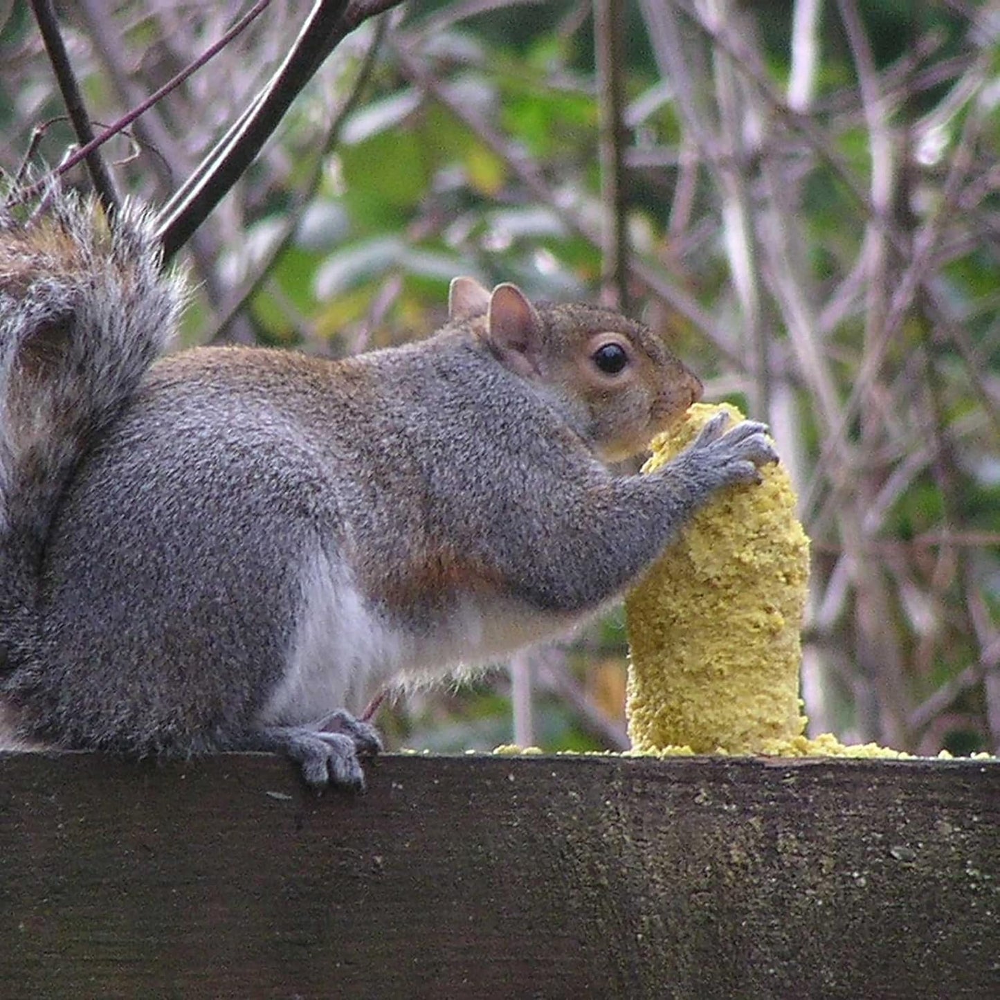 C&S Sweet Corn Squirrelog, 6-Pack Refill