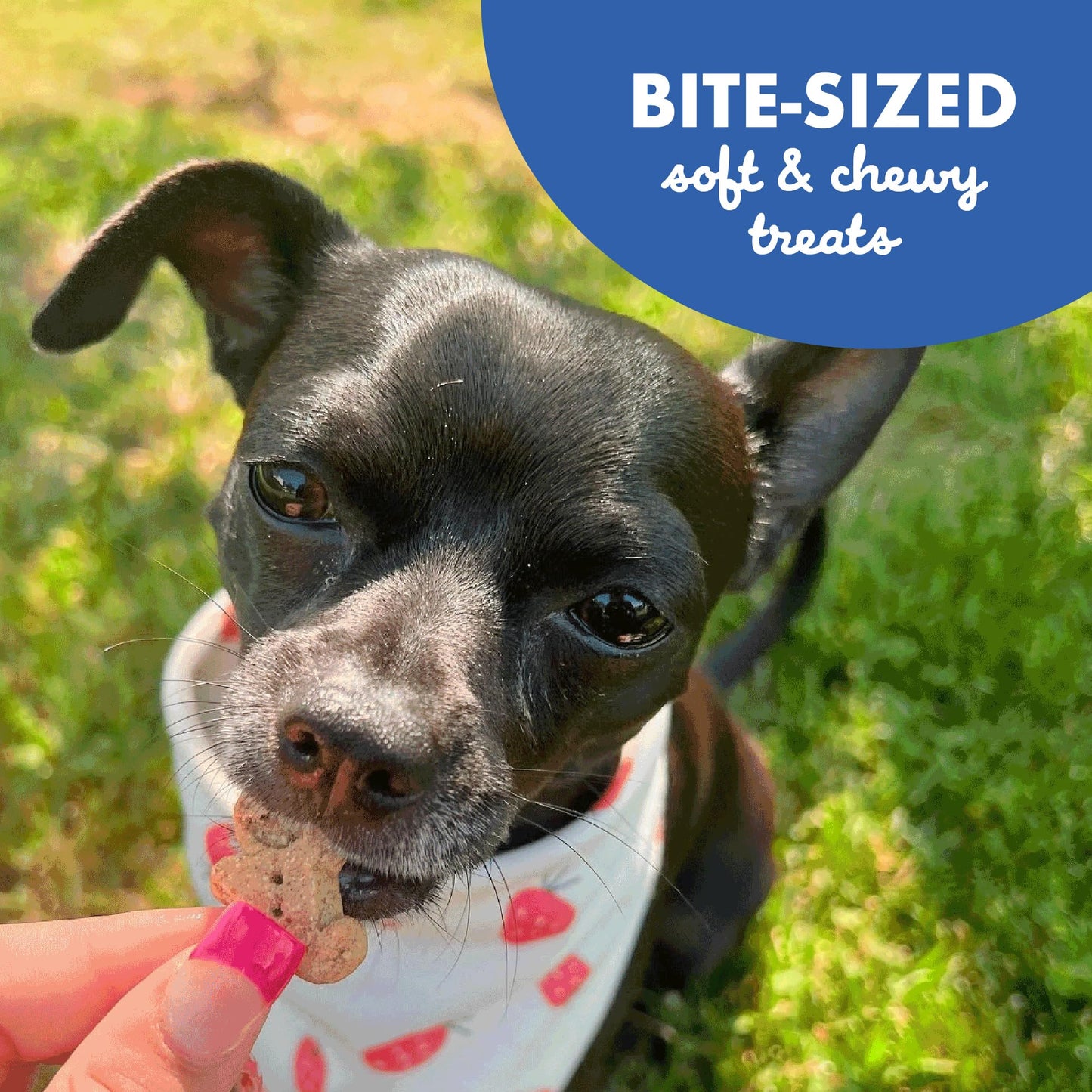 Buddy Biscuit Softies 20 oz Pouch, Soft & Chewy, Natural Bacon and Cheese Flavor Dog Treats, Oven Baked in the USA