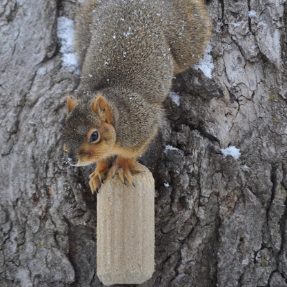 C&S Sweet Corn Squirrelog, 6-Pack Refill