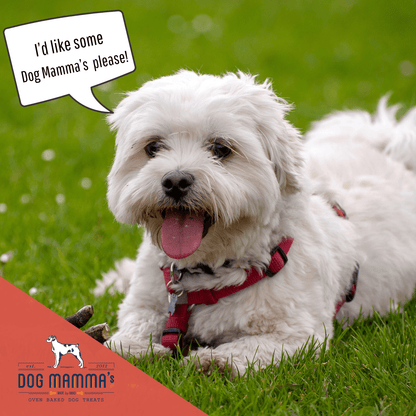 Dog Mamma's Organic Apple Cranberry Recipe - USDA Organic Certified Dog Treats