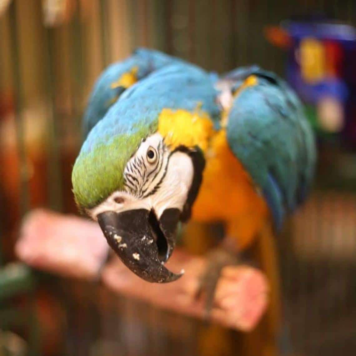 Parrot Food Sample Pack