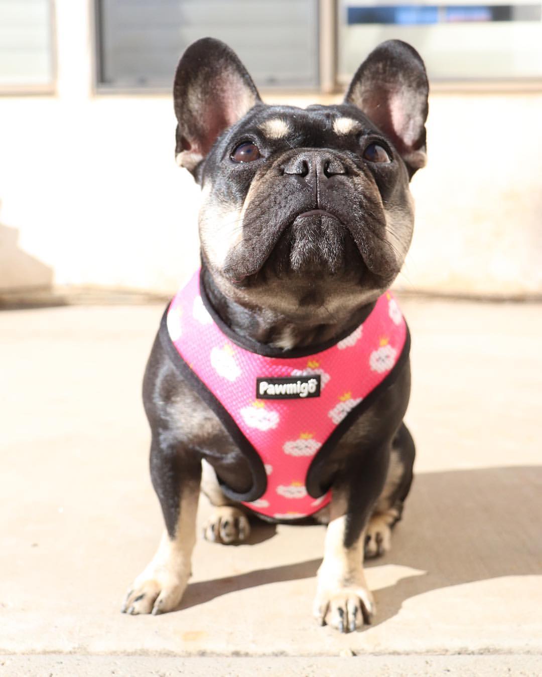 Fairytail Reversible Harness